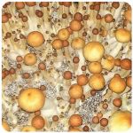 Псилоцибиновые (галлюциногенные)  грибы Psilocybin "Golden Teacher" в Сургуте